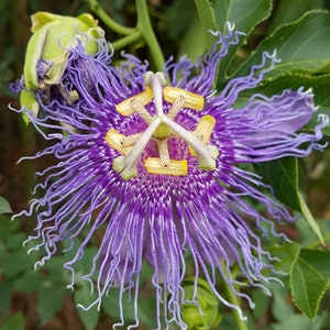 Passionflower Passiflora Incarnata loose leaf wildcrafted Sedative herb  DIY Self Care bulk herbs grown in North Texas 2 oz.