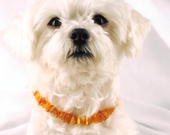 PREMIUM Baltic Amber Dog Cat Tick Flea Collar, Adjustable Leather Gemstone Crystal Jewellery for Small Large Dogs Cats Raw Natural Amber