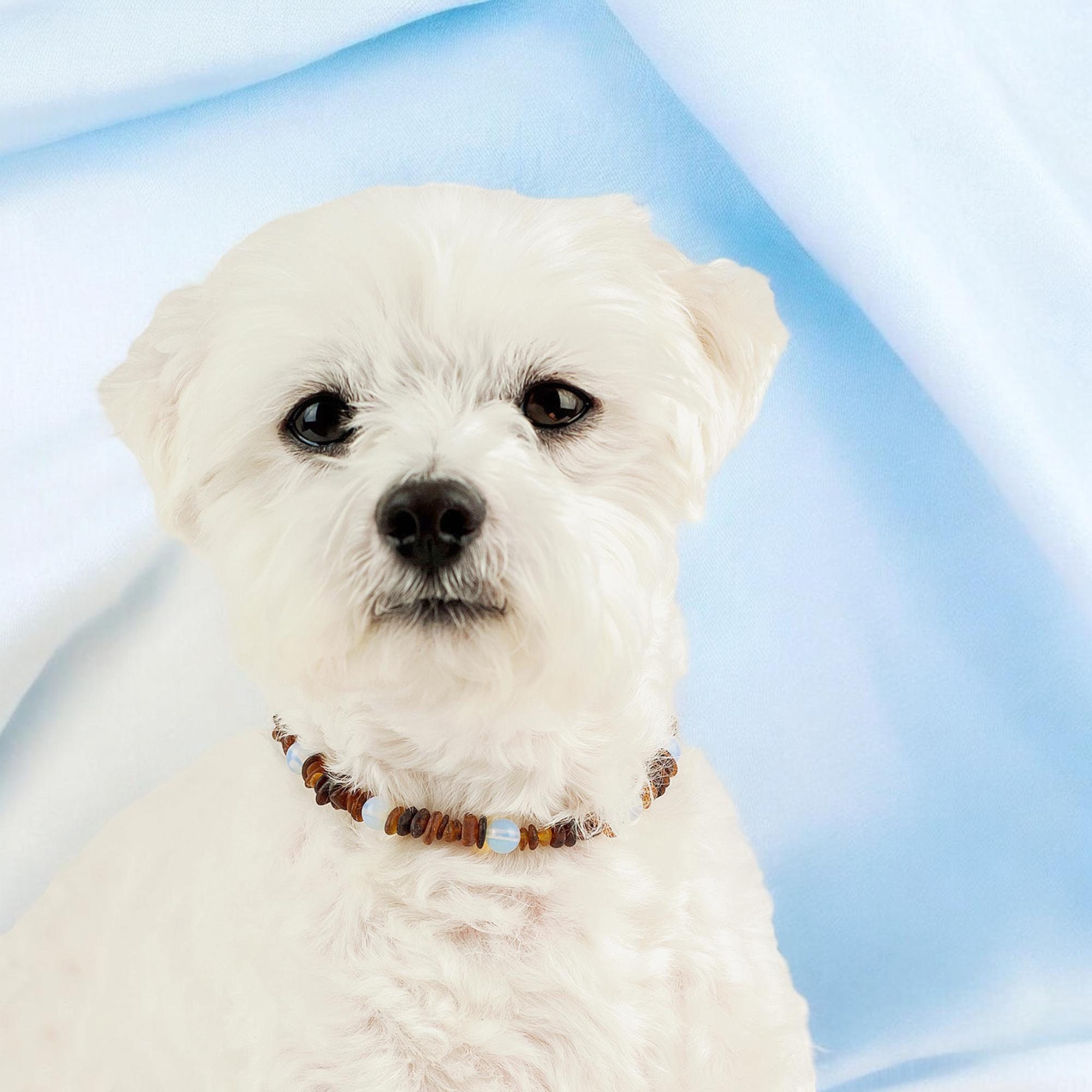 Healing Dog Collar UK