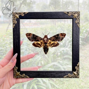 Real Framed Death's Head Moth Acherontia Frame Dried Butterfly Skull Dead Taxidermy Taxadermy Oddity Insect Wall Hanging image 1