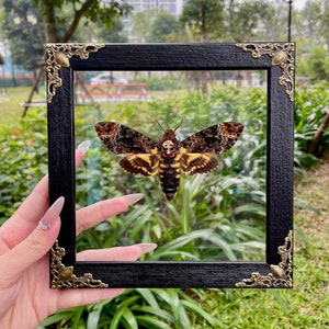 Real Framed Death's Head Moth Acherontia Frame Dried Butterfly Skull Dead Taxidermy Taxadermy Oddity Insect Wall Hanging Clear Background