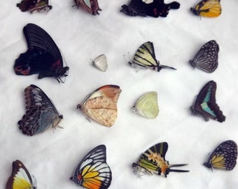 Mixed lot of REAL butterflies for artwork, crafts, and projects! Wholesale Pack! Assortment