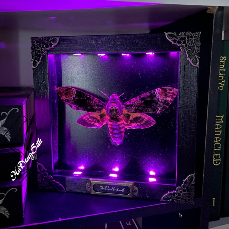 Real Framed Death's Head Moth Acherontia Frame Dried Butterfly Skull Dead Taxidermy Taxadermy Oddity Insect Wall Hanging Led Light