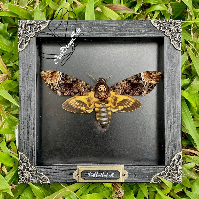Real Framed Death's Head Moth Acherontia Frame Dried Butterfly Skull Dead Taxidermy Taxadermy Oddity Insect Wall Hanging Black Background