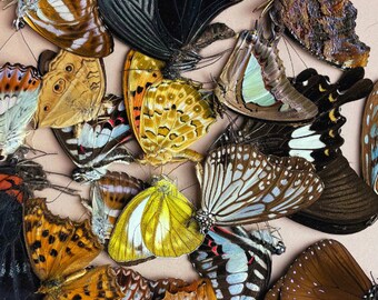 Mixed Real Butterfly, Assorted Butterfly, Butterfly Specimens, Butterfly Artwork For Art, Crafts, Jewelry