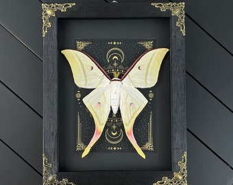 Luna Moth Framed • Actias Luna Moth Taxidermy • Moon Moth Shadow Box Frame • Taxidermy Moth • Gothic Witch Wall • Oddities • Astronomy Gift