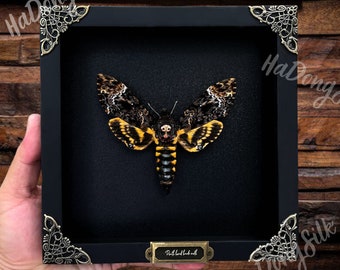 Real Framed Death Head Moth • Acherontia • Frame Dried Butterfly Skull Dead Taxidermy •Taxadermy Oddity Insect Bug • Wall-Art Hanging Decor