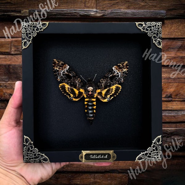 Cadre tête de mort en forme de papillon • Cadre personnalisé en forme de tête de mort • Véritable tête de mort • Papillon de nuit • Papillon de nuit taxidermie dans un cadre • Décoration murale insecte