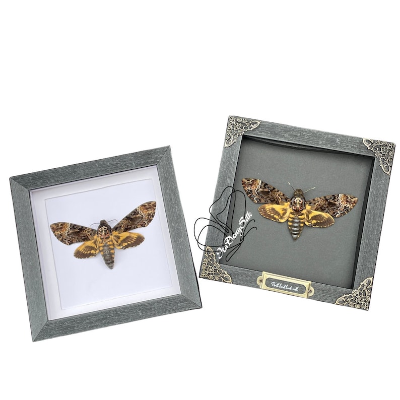 Real Framed Death's Head Moth Acherontia Frame Dried Butterfly Skull Dead Taxidermy Taxadermy Oddity Insect Wall Hanging White Background