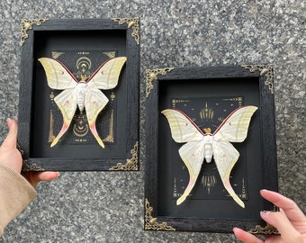 Real Framed Giant Actias Luna Moth • 3D Floating Shadow Box • Insect Oddities Home • Gothic Wall DecorTaxidermy • Taxadermy Artwork