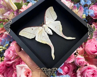 Luna Moth Framed • Actias Luna Moth Taxidermy • Moon Moth Shadow Box Frame • Taxidermy Moth • Gothic Witch Wall • Oddities • Astronomy Gift