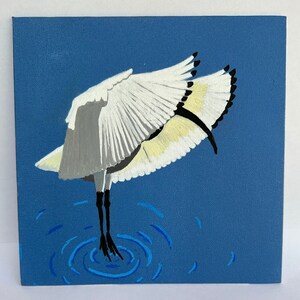 Daytime, Nighttime (White Ibis)