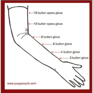 May include: Line drawing of an arm with labels indicating glove lengths. The labels read: 16 button opera glove, 12 button opera glove, 8 button glove, 6 button glove, 4 button glove, and 2 button glove. The website www.yusypovych.com is also visible.