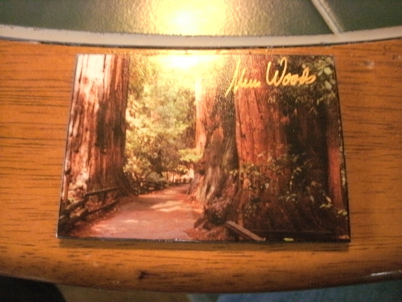 Sturdy Souvenir Magnet Muir Wood California Photographic Image of the Forest 3and 38 x 2 and 38