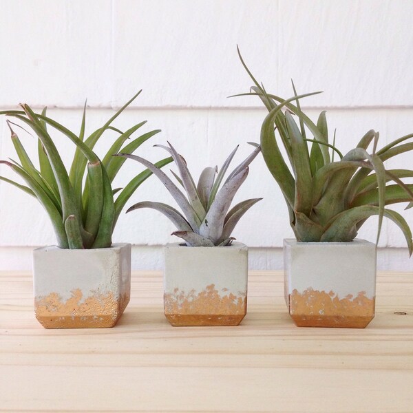 Set von 3 Mini Tillandsia Inhaber | Beton Gold Pflanzer | Würfel Luft Pflanze Inhaber | Moderner Übertopf | Moderne Mini Pflanzer | Indoor Pflanzer