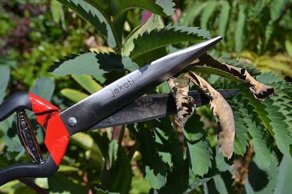 Jakoti cheap sheep shears