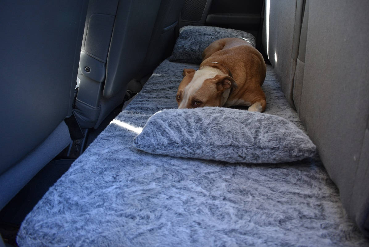 Dog bed liners sale