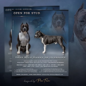 May include: A black and white American Staffordshire Terrier dog, known as "Deep Blue Danny of Overdose", is pictured in a studio setting. The dog is standing and sitting, showcasing its muscular build and conformation. The image includes the dog's name, date of birth, weight, height, and other details about its lineage and accomplishments. The text "Open for Stud" is displayed at the top of the image.