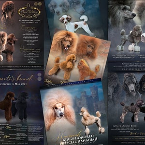May include: A collage of posters advertising Standard Poodle puppies for sale. The posters feature photos of the dogs, their names, and contact information for the breeders. The text on the posters includes "Barbaranti's Kennel", "Adastrapoodler", "Kings Honored Official Hananiaji", and "Cleo Marlene Toys".