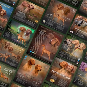 May include: A collection of colorful posters advertising different dog kennels. Each poster features a different dog breed, with the kennel's name and contact information. The posters are arranged in a random order, creating a visually appealing collage.