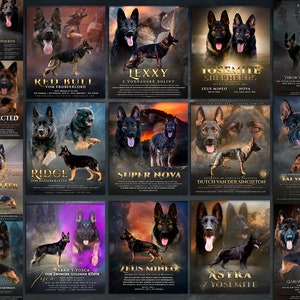 German Shepherd advert for breeders, working stud dog kennel presentation, planned litter announcement, custom flyer banner design, gsd gift