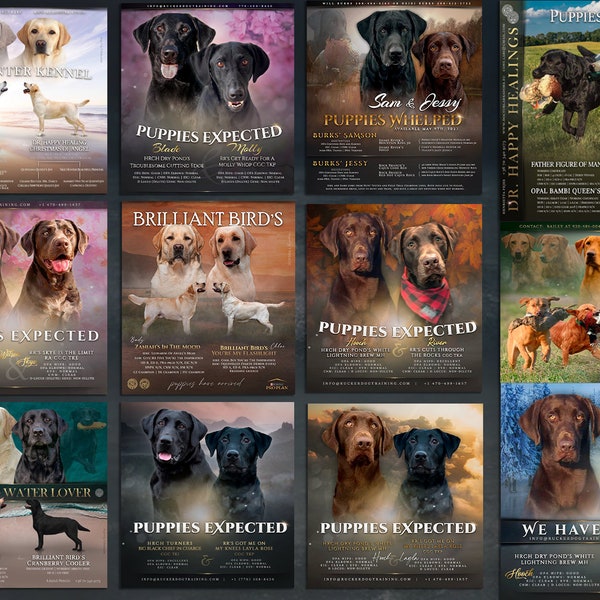 Labrador Retriever advert for breeders, stud dog kennel presentation, planned litter announcement, custom schow flyer banner design gift