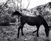 Tennessee Walker, original horse photo; instant download photography;