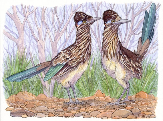 ORIGINAL pen ink and watercolour study of two American ROAD RUNNERS  by Armand Foster