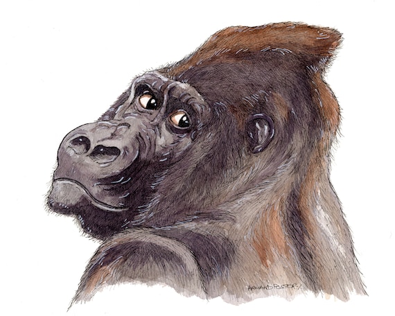 Portrait of a GORILLA - ORIGINAL pen ink and watercolour by Armand Foster