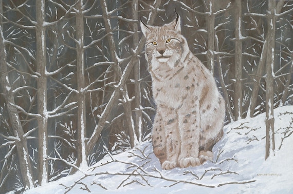 LYNX in WINTER WOODLAND - Original oil painting by Armand Foster - 20" x 30"