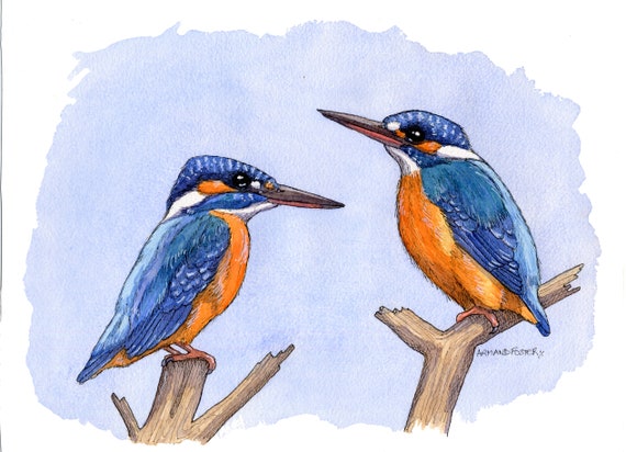 ORIGINAL pen ink and watercolour study of two KINGFISHERS  by Armand Foster
