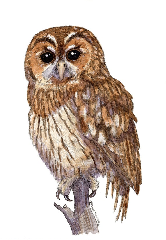 ORIGINAL pen ink and watercolour study of a TAWNY OWL  by Armand Foster