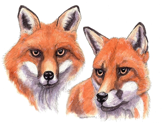 ORIGINAL pen ink and watercolour study of two FOX heads by Armand Foster