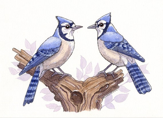 ORIGINAL pen ink and watercolour study of American BLUE JAYS  by Armand Foster