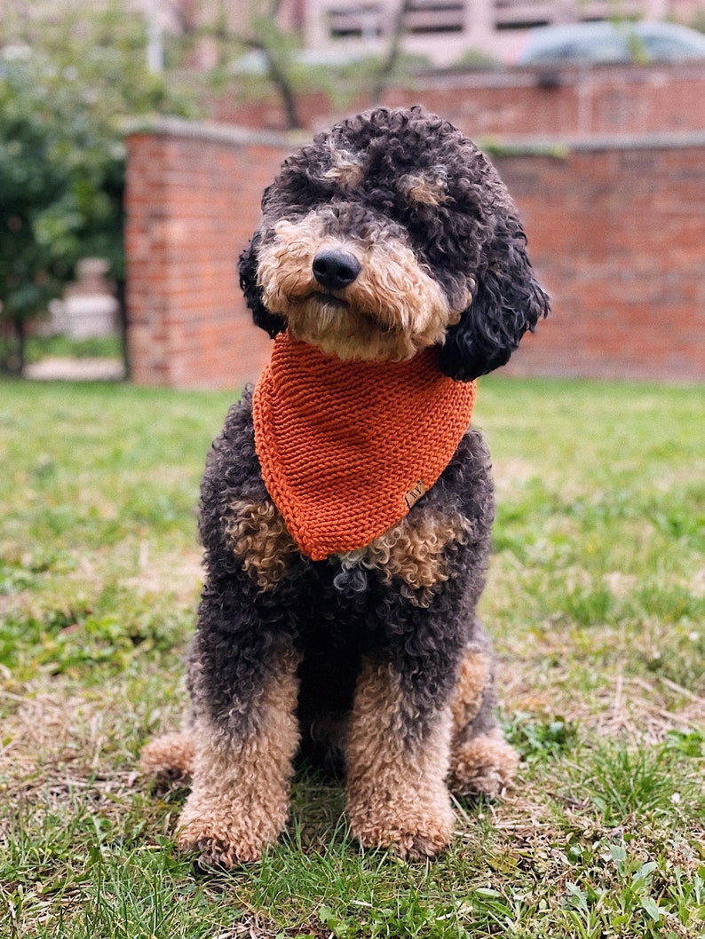 May include: A black and tan doodle dog wearing an orange knitted bandana, sitting on green grass.