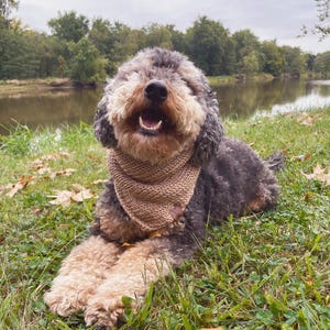 May include: A gray and brown dog with a brown knitted bandana is lying on green grass with fallen leaves. The dog is smiling and looking at the camera.