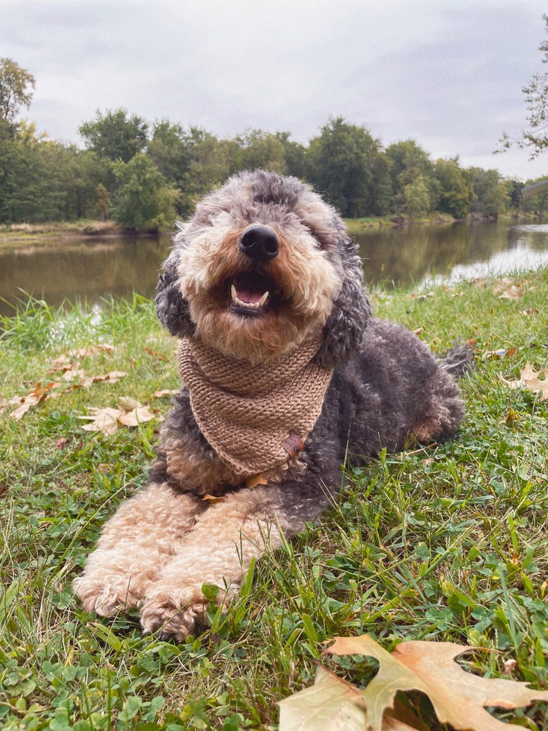 May include: A gray and brown dog with a brown knitted bandana is lying on green grass with fallen leaves. The dog is smiling and looking at the camera.
