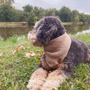 May include: A small, gray and brown dog wearing a brown knitted scarf sits on green grass with a river and trees in the background.