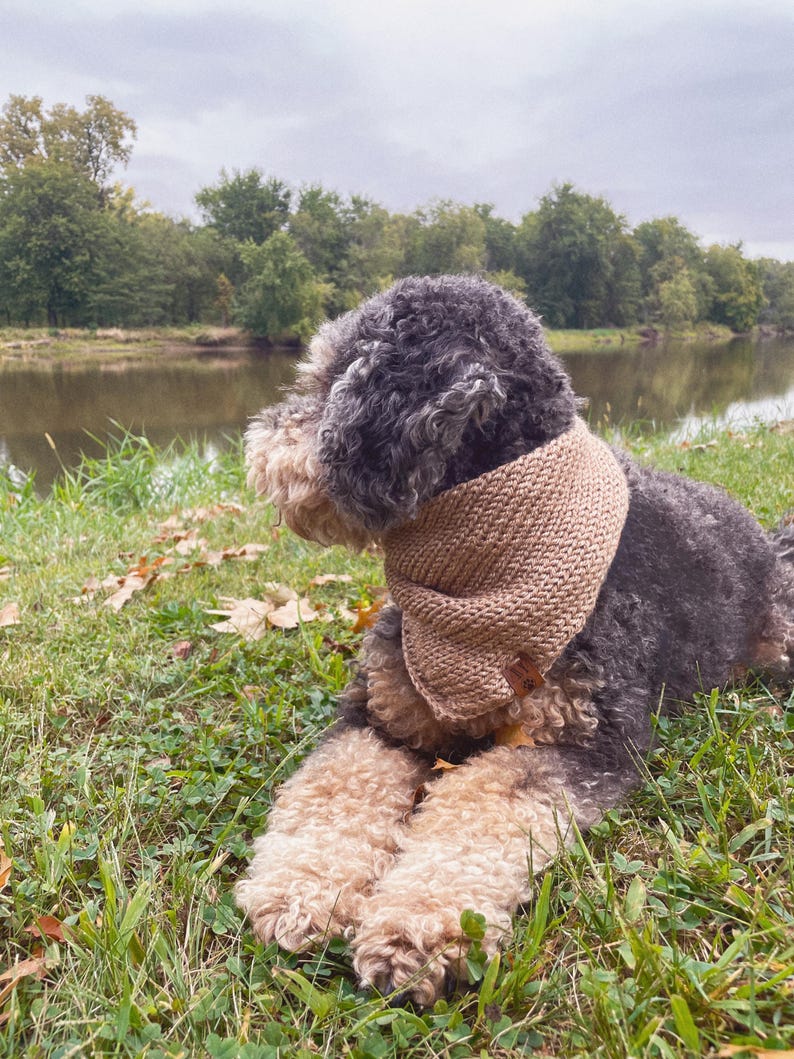 May include: A small, gray and brown dog wearing a brown knitted scarf sits on green grass with a river and trees in the background.
