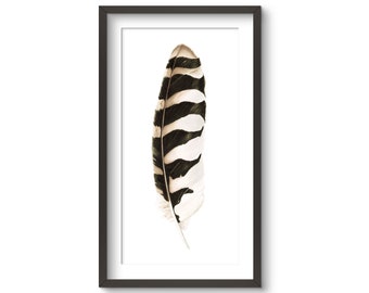 Barred Owl Feather