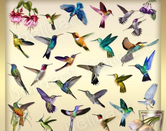 Hummingbird Svg Etsy