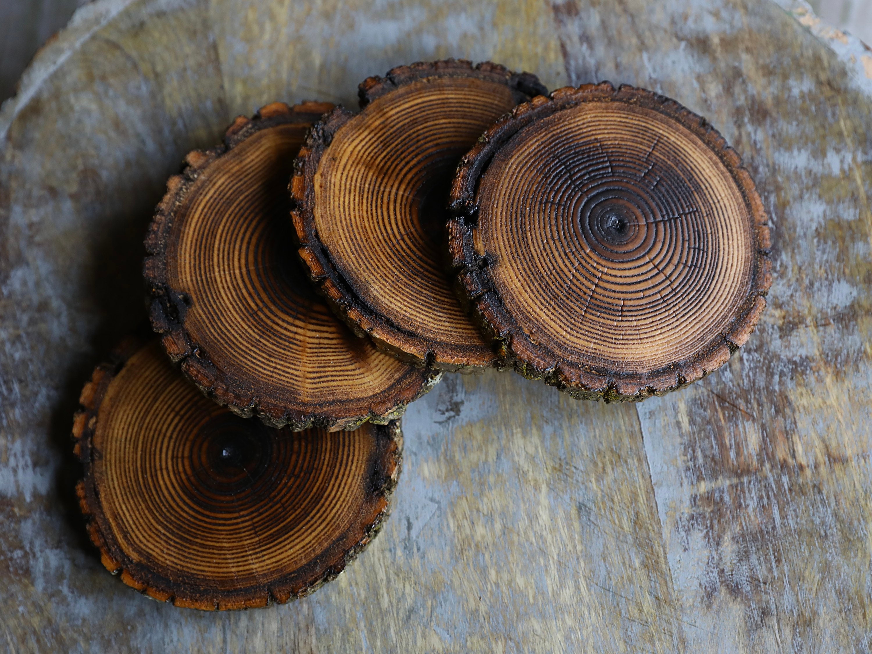 Rare Red Oak Natural Tree Wood Coasters With Bark 4 or 6 Pack
