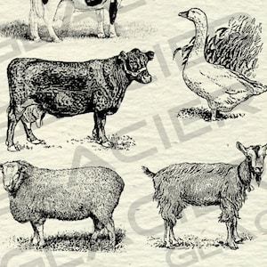 Vintage Farm Animal Illustrations Printable Farm Animals Clipart Farm ...
