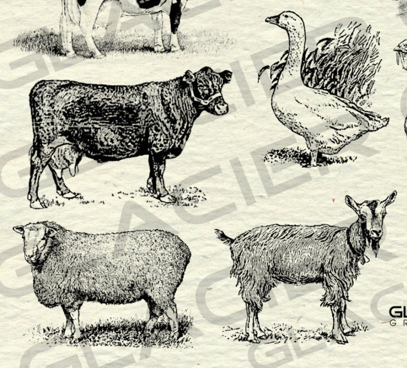 Vintage Farm Animal Illustrations Printable Farm Animals Etsy
