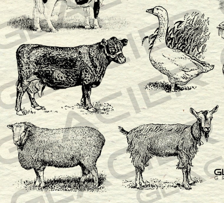 Vintage Farm Animal Illustrations Printable Farm Animals - Etsy