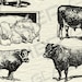 Vintage Farm Animal Illustrations Printable Farm Animals Clipart Farm ...