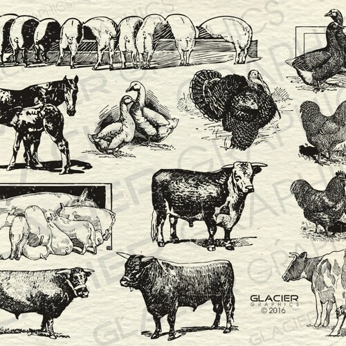 Vintage Farm Animal Illustrations Printable Farm Animals - Etsy