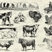 Vintage Farm Animal Illustrations Printable Farm Animals | Etsy
