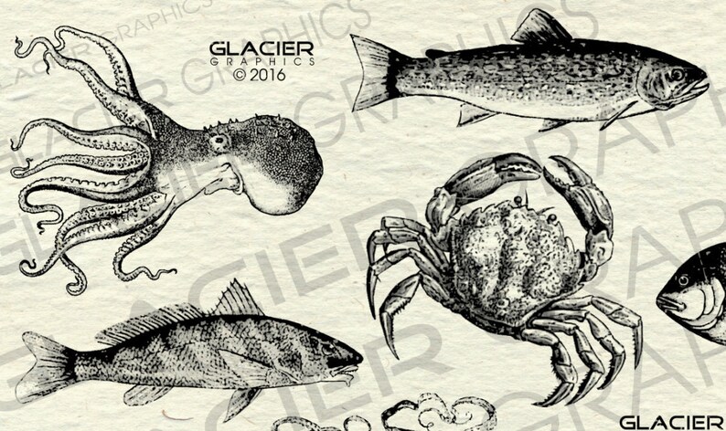 Vintage Seafood Illustrations Clipart Printable Sea Creature | Etsy