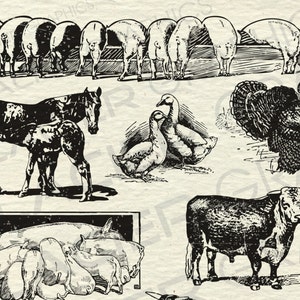 Vintage Farm Animal Illustrations Printable Farm Animals Clipart Farm ...